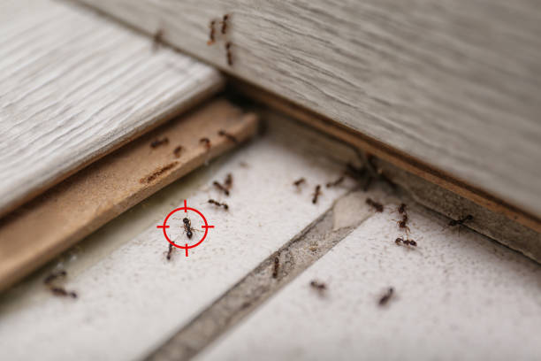 Best Pest Prevention Services  in Raymond, IL