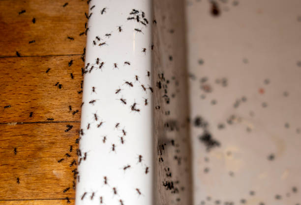 Best Pest Removal Services  in Raymond, IL
