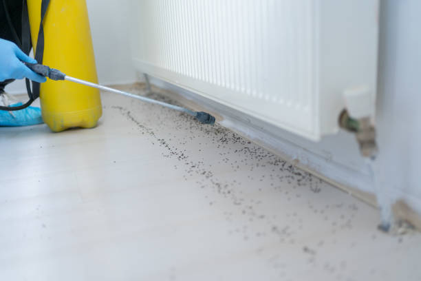 Best Ant Control Services  in Raymond, IL