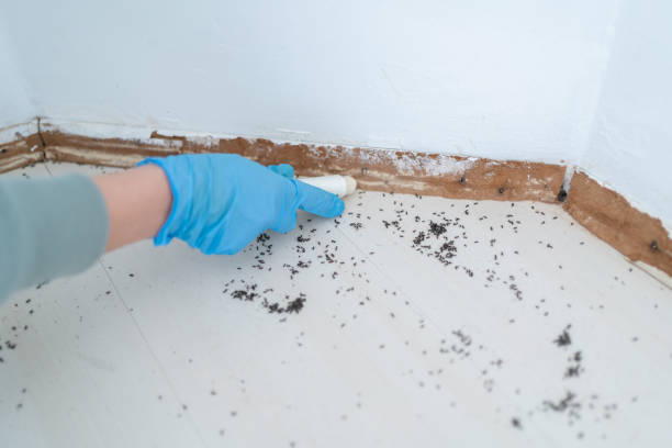Best Wasp Removal Services  in Raymond, IL