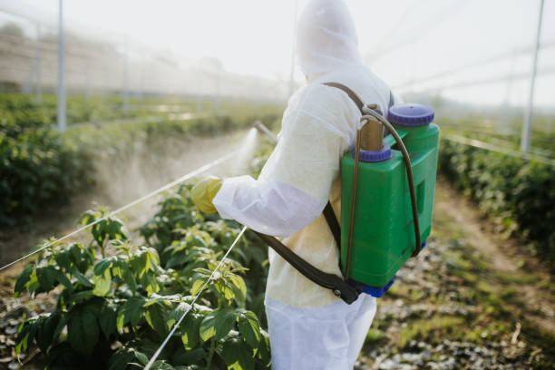 Best Termite Control Services  in Raymond, IL